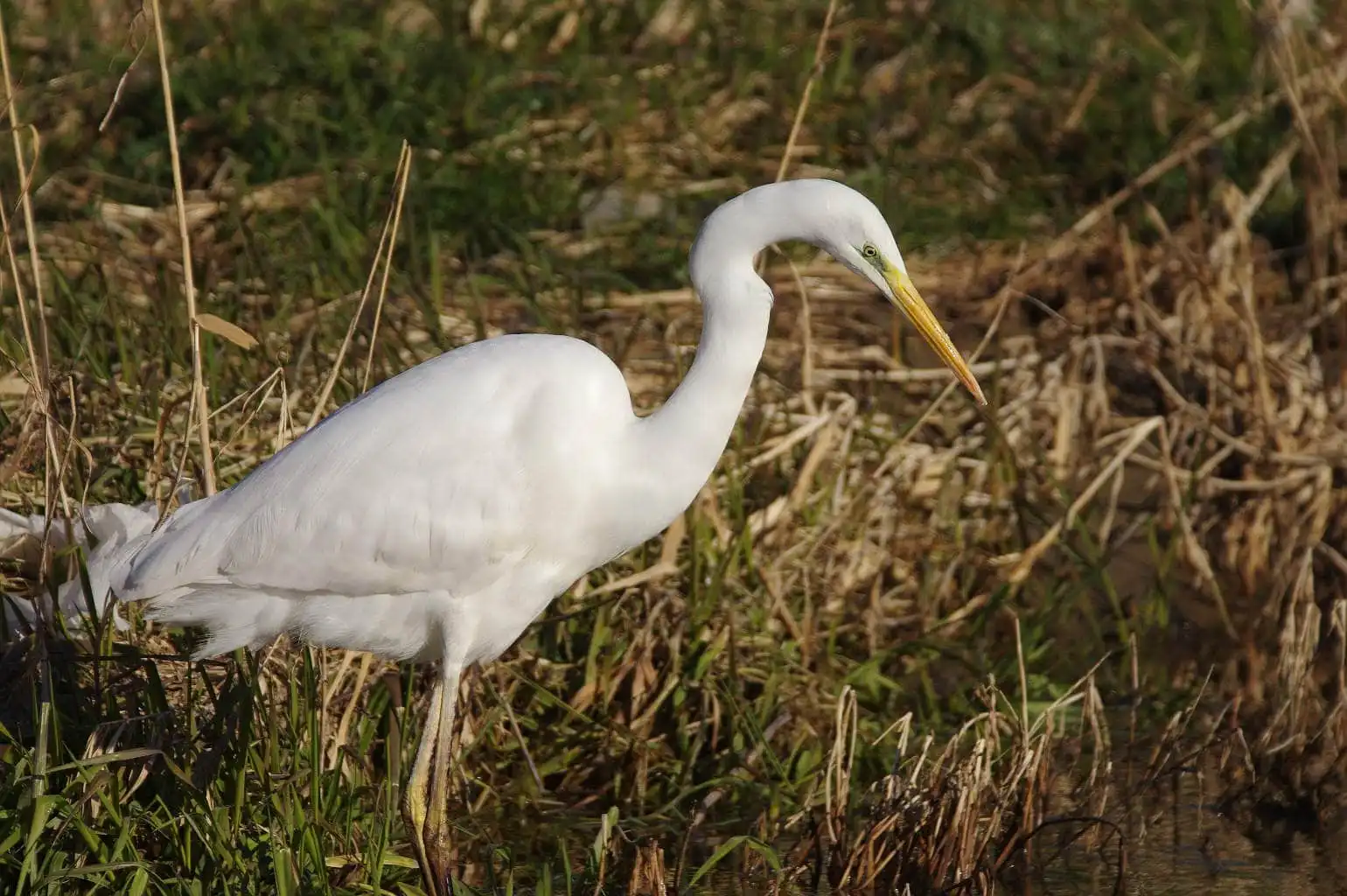 野鳥写真・ダイサギの写真
