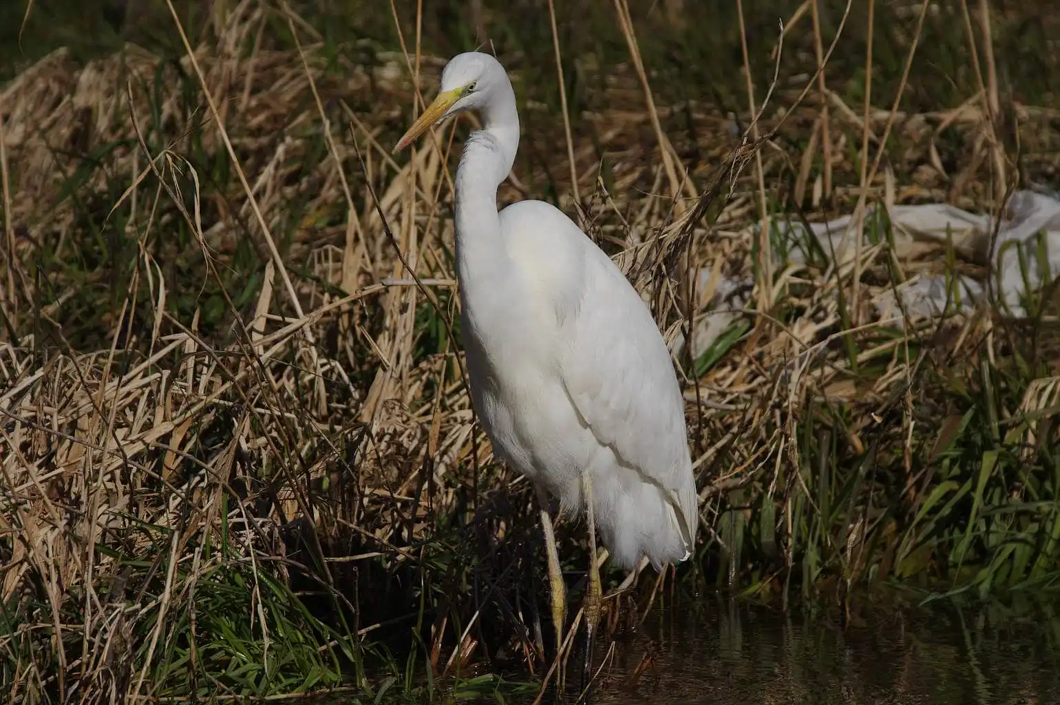 野鳥写真・ダイサギの写真