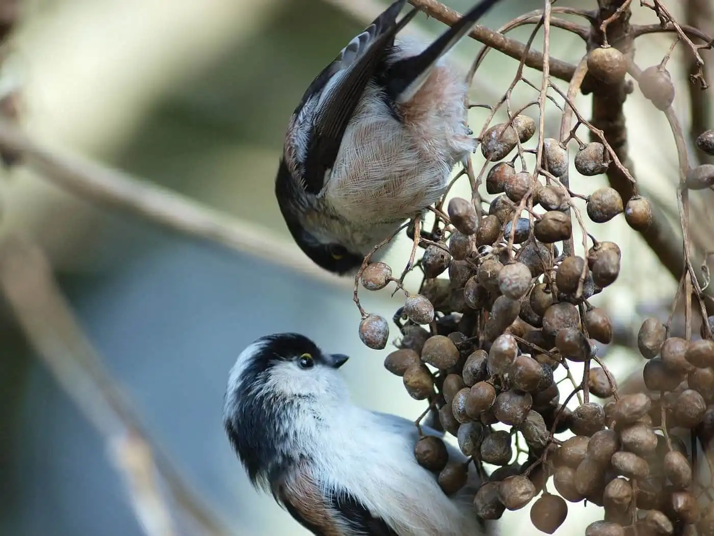 野鳥・木の実とエナガの写真画像