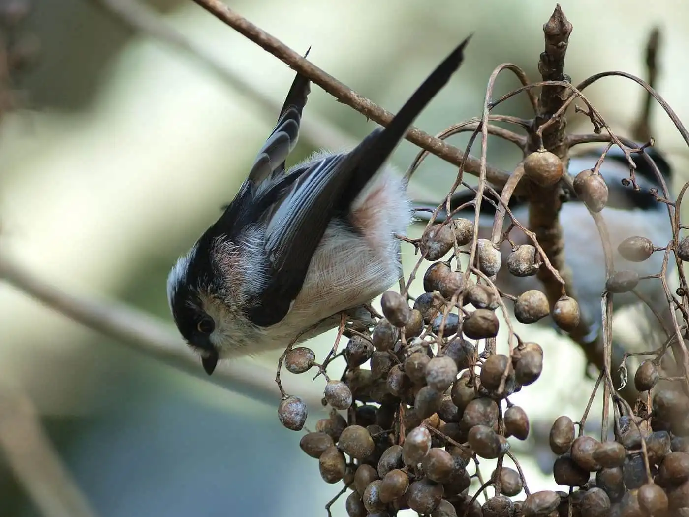 野鳥・木の実とエナガの写真画像
