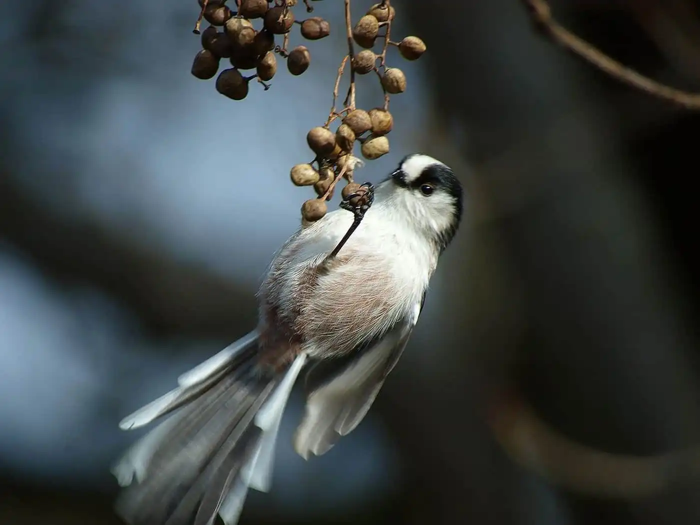 野鳥・木の実とエナガの写真画像