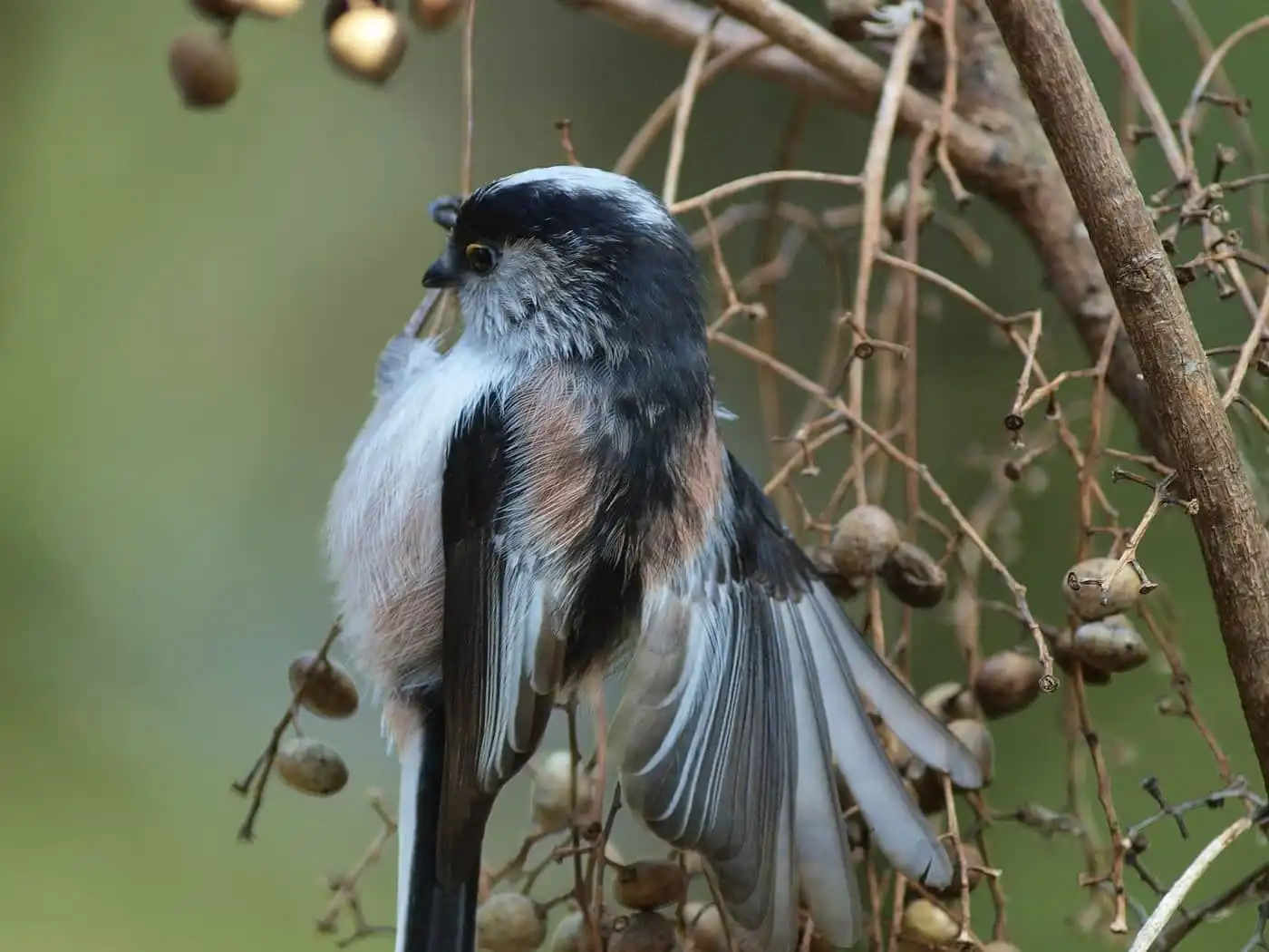 野鳥・木の実とエナガの写真画像