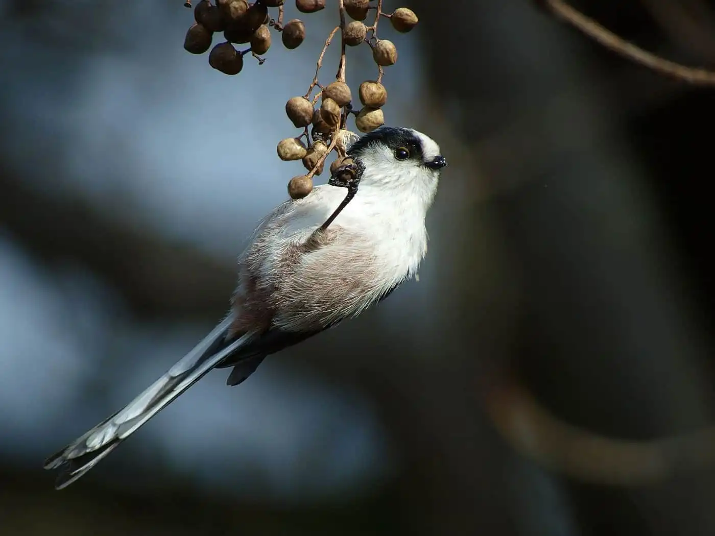 野鳥・木の実とエナガの写真画像