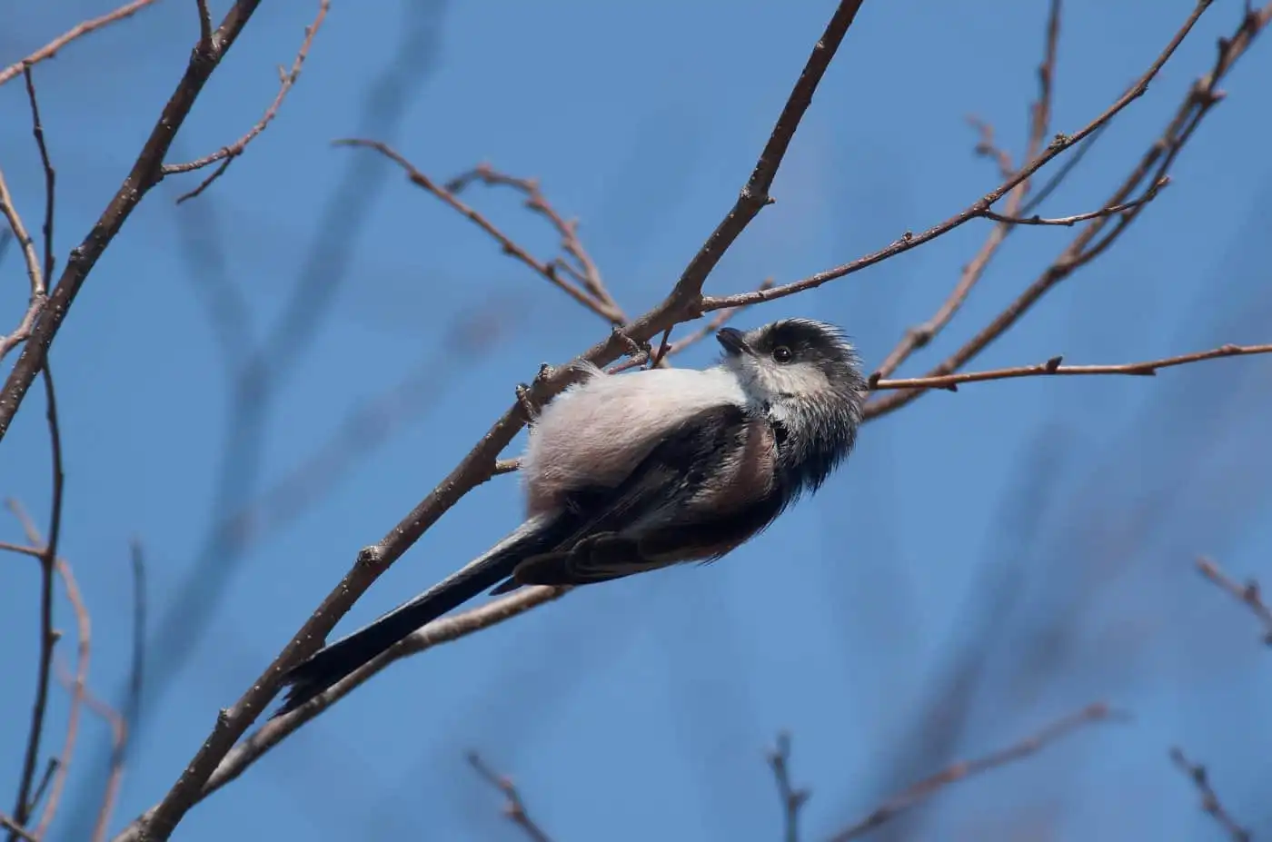 野鳥・エナガの写真画像