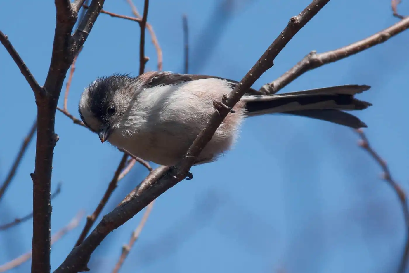 野鳥・エナガの写真画像