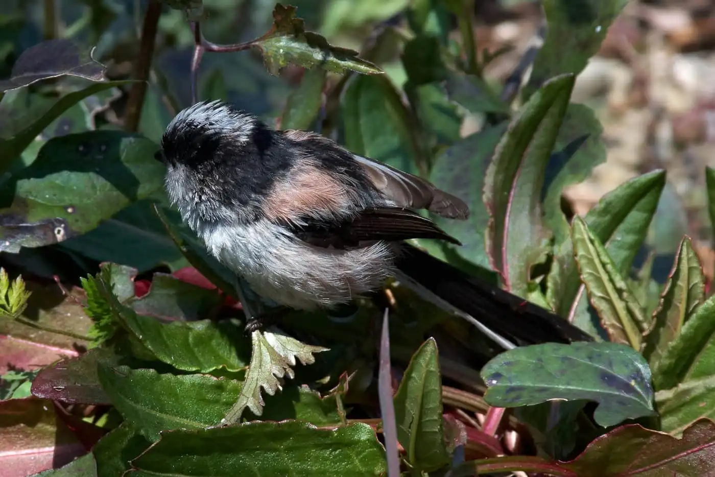 野鳥・エナガの写真画像