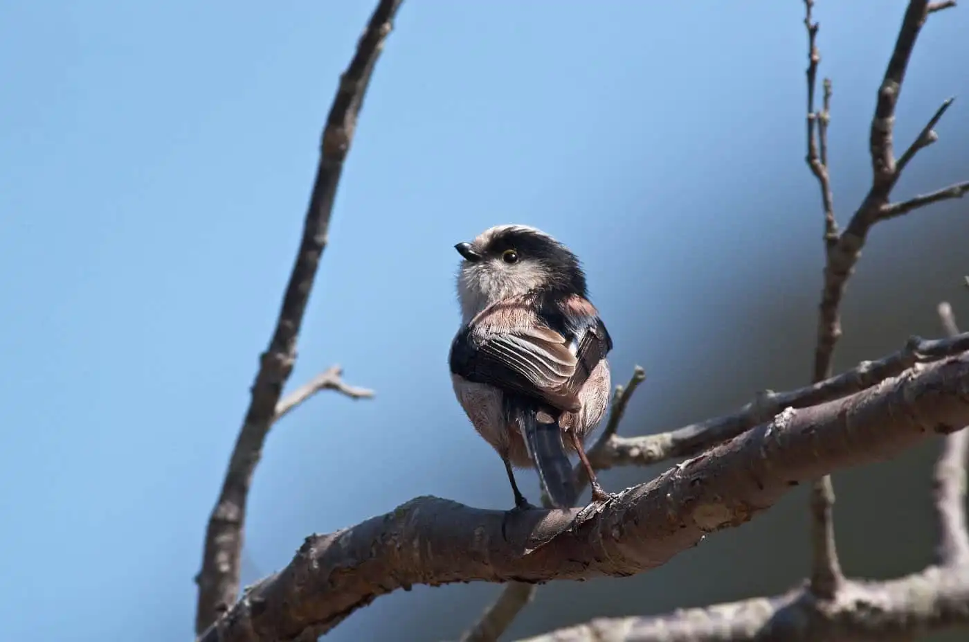 野鳥・エナガの写真画像