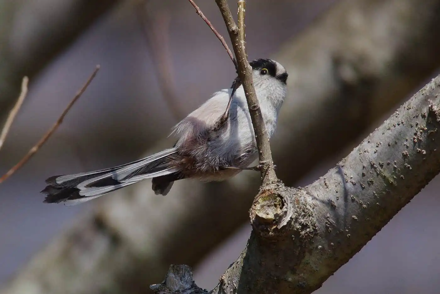 野鳥・エナガの写真画像