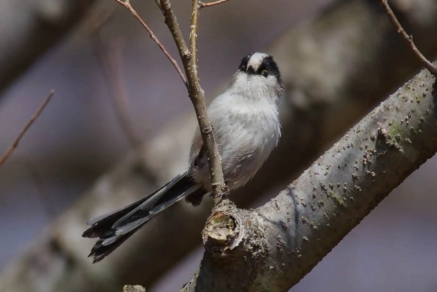 野鳥・エナガの写真画像