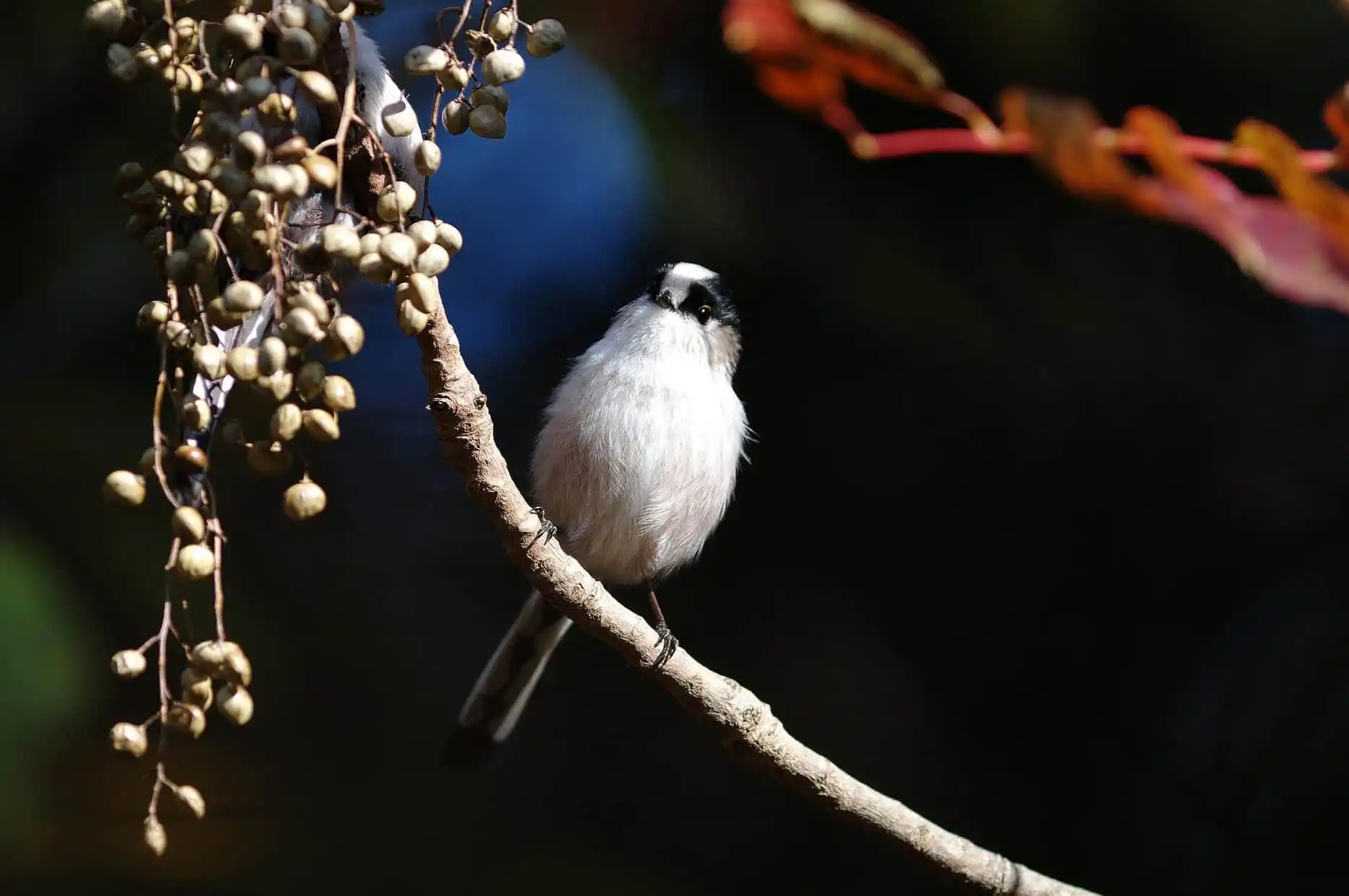 野鳥・木の実と秋のエナガの写真画像