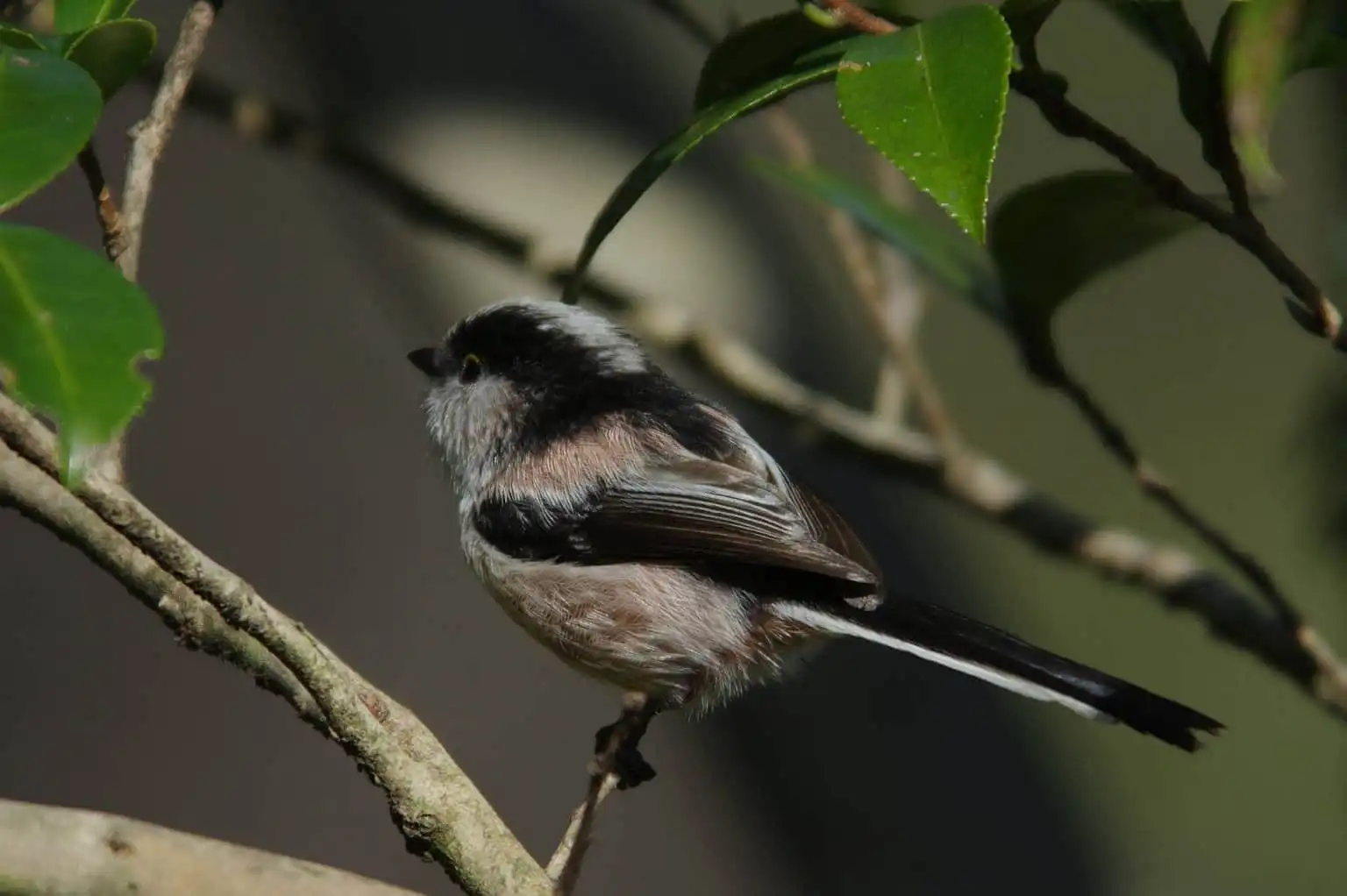 野鳥・エナガの写真画像