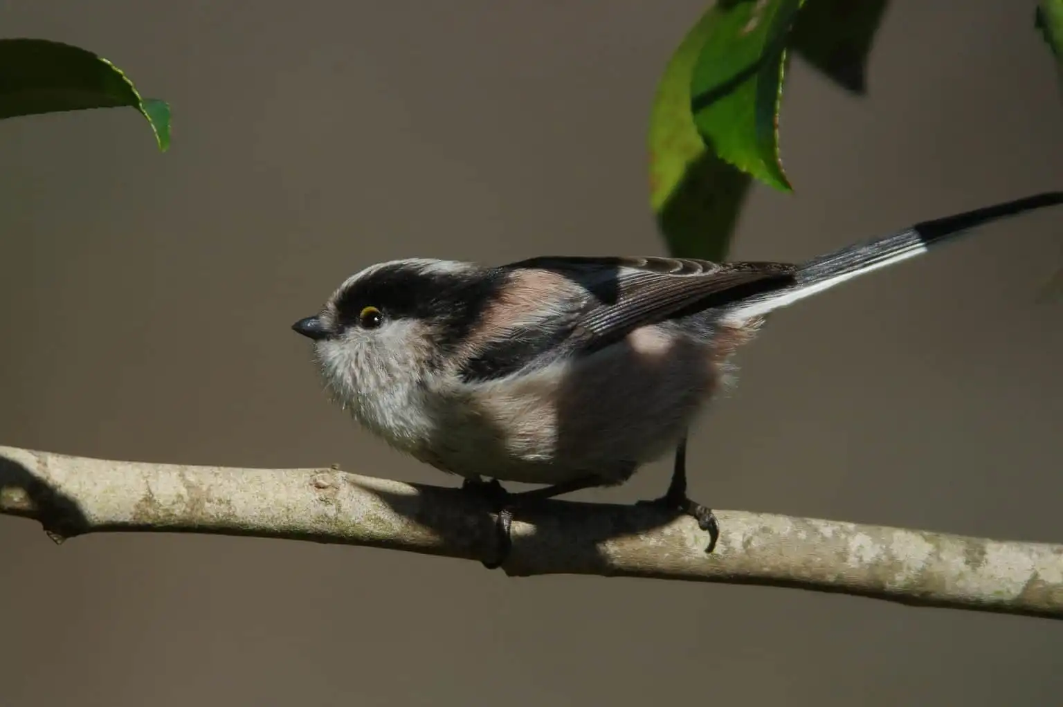 野鳥・エナガの写真画像