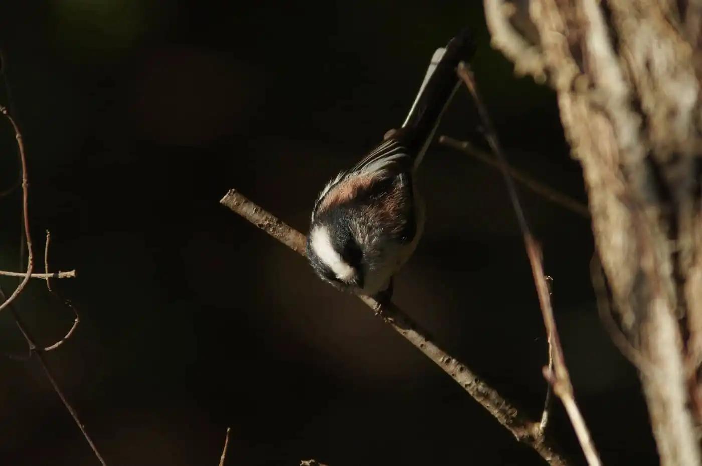 野鳥・エナガの写真画像