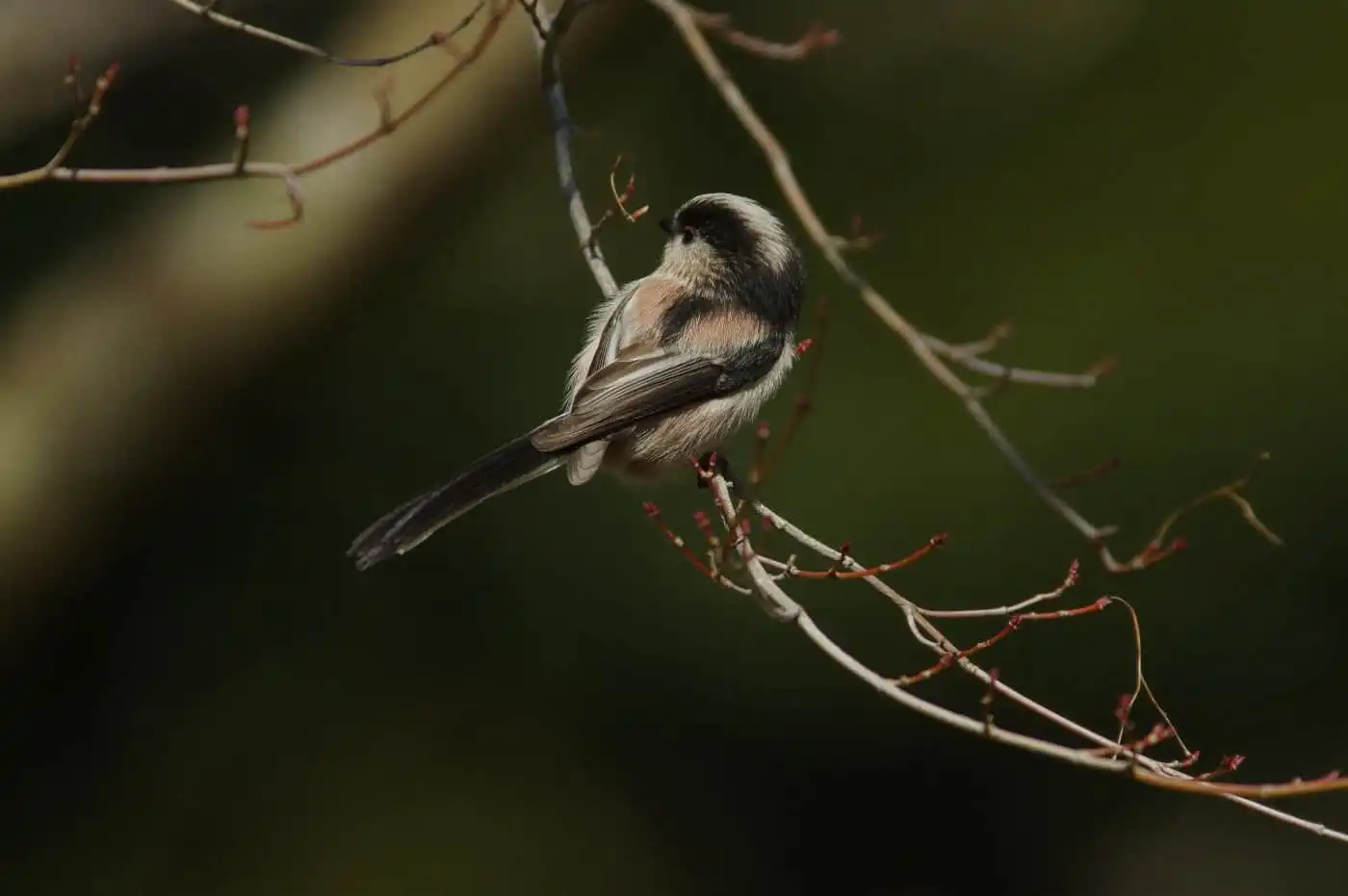 野鳥・綺麗な背景のエナガの写真画像