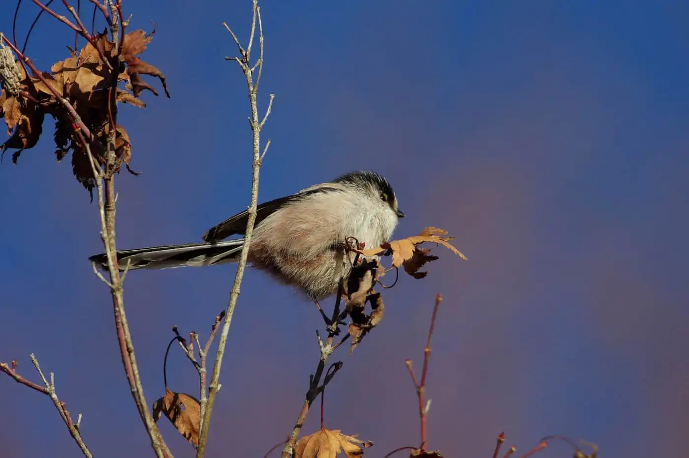 野鳥・エナガの写真画像