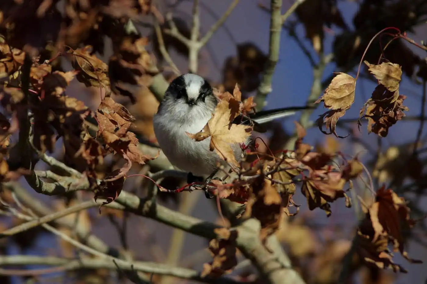 野鳥・エナガの写真画像