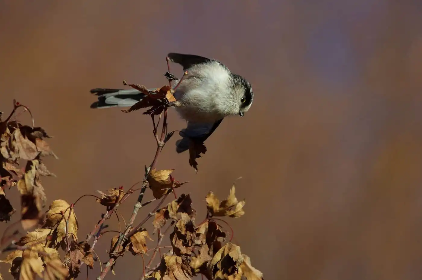 野鳥・エナガの写真画像