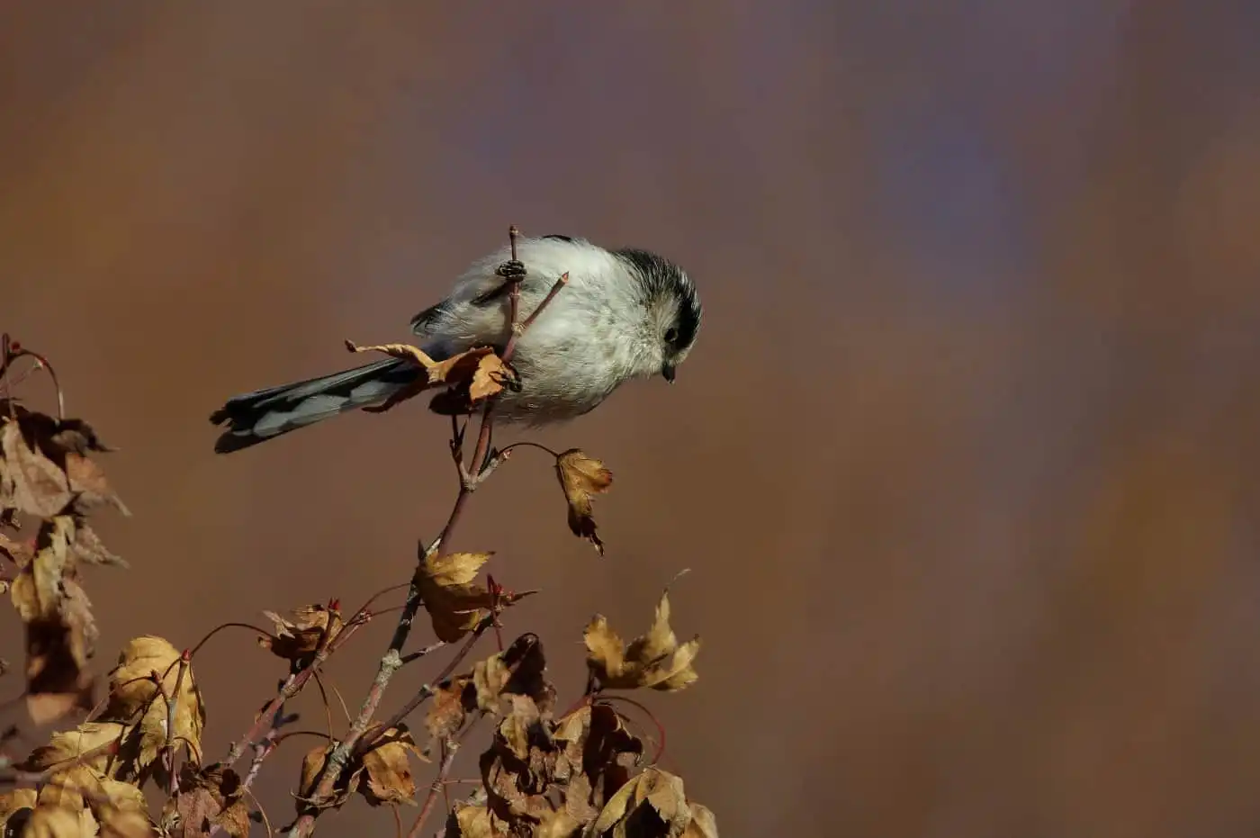 野鳥・エナガの写真画像