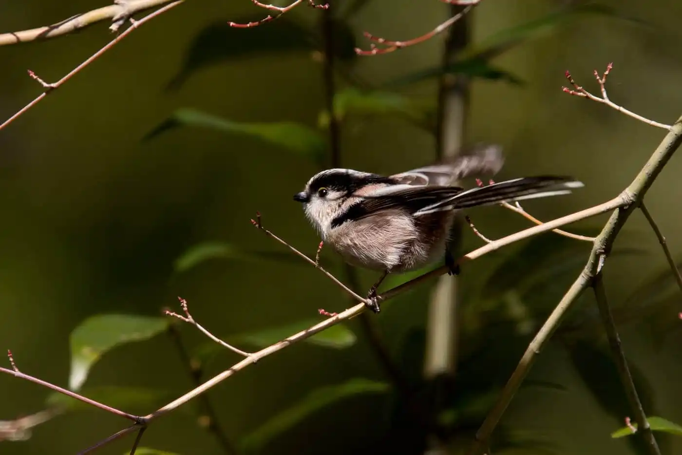 野鳥・エナガの写真画像