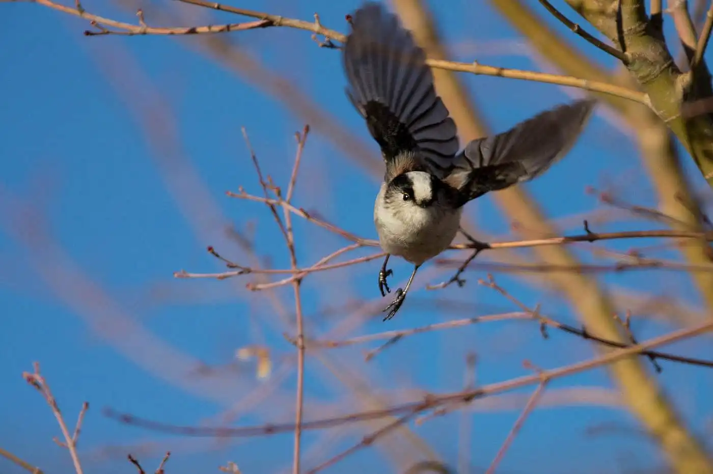野鳥・エナガの飛び出しシーンの写真画像