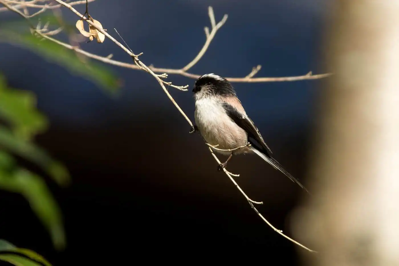 野鳥・エナガの写真画像