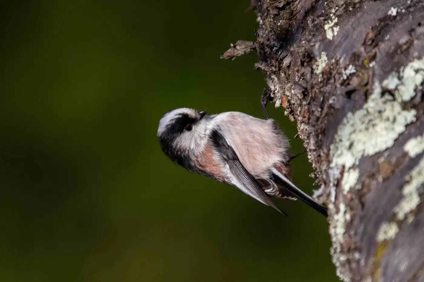 野鳥・エナガの写真画像