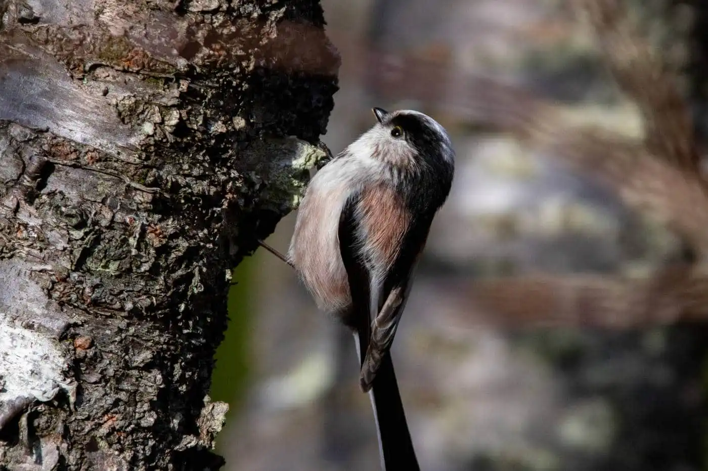 野鳥・エナガの写真画像