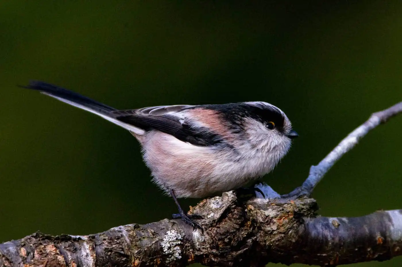 野鳥・エナガの写真画像