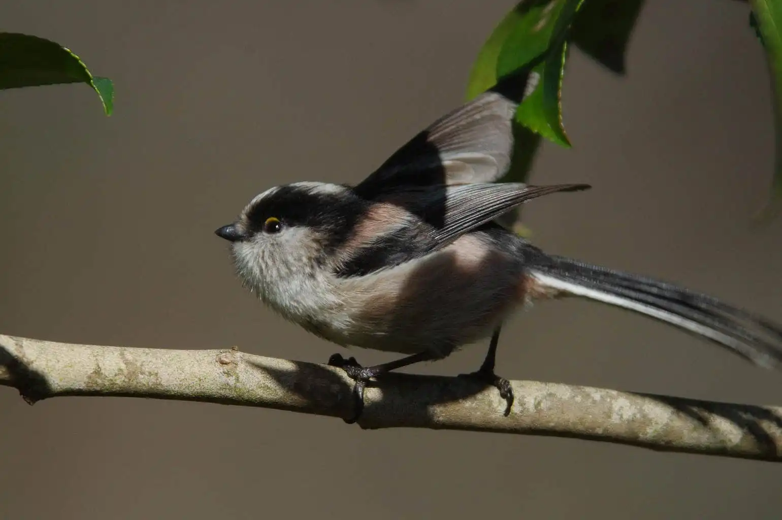 野鳥・エナガの写真画像