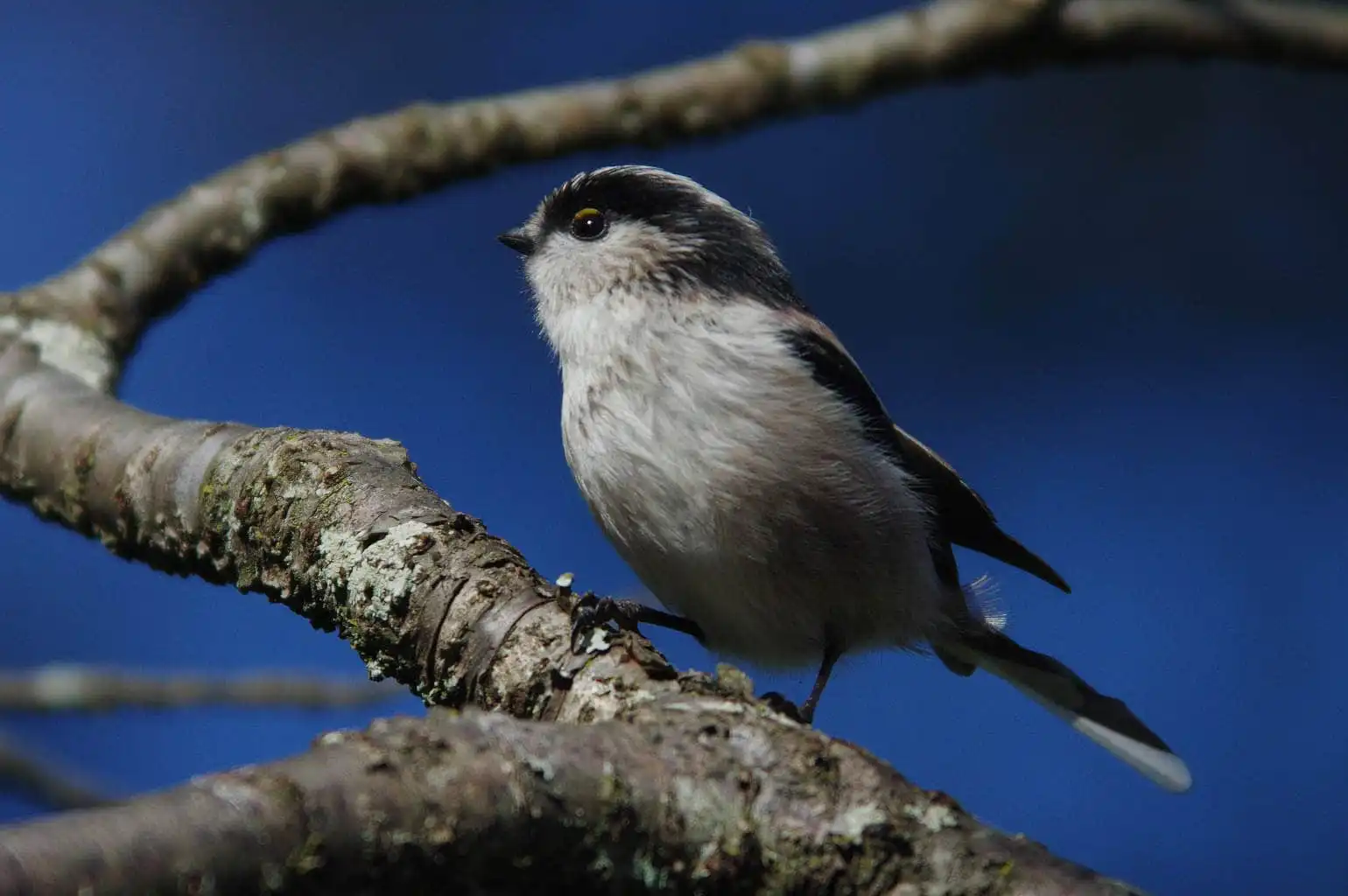 野鳥・エナガの写真画像