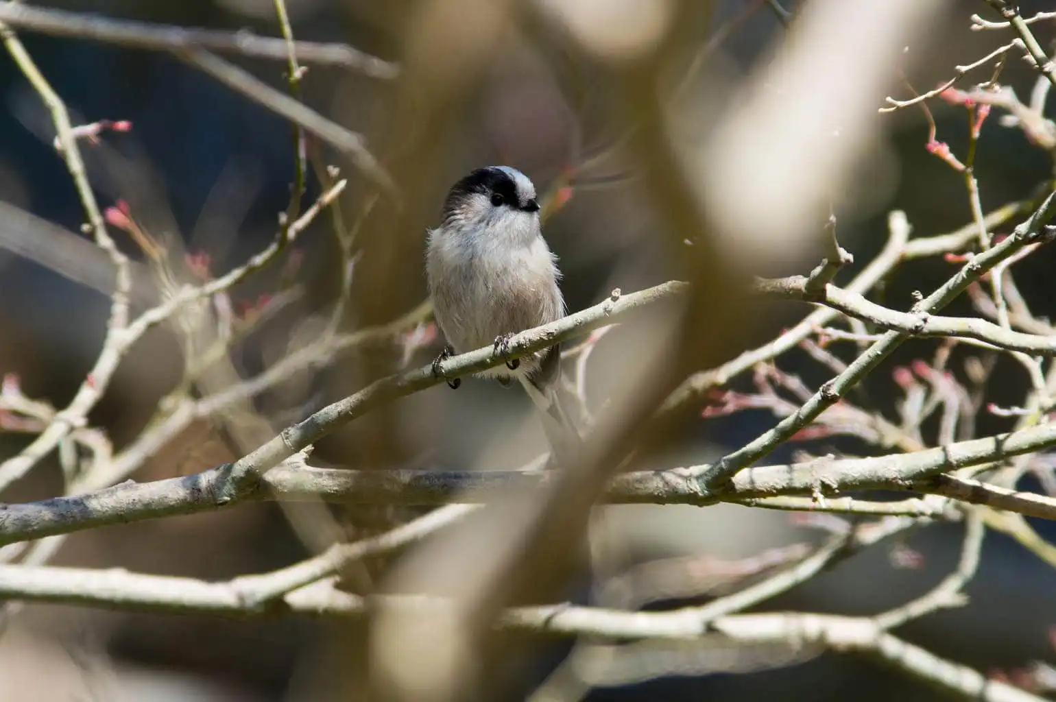 野鳥・エナガの写真画像