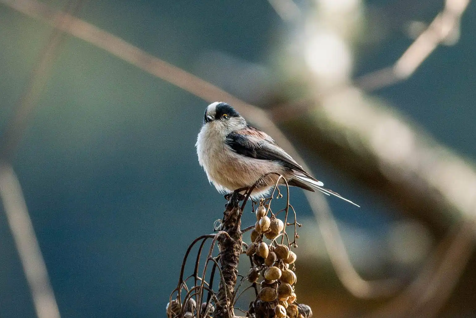 野鳥・エナガの写真画像