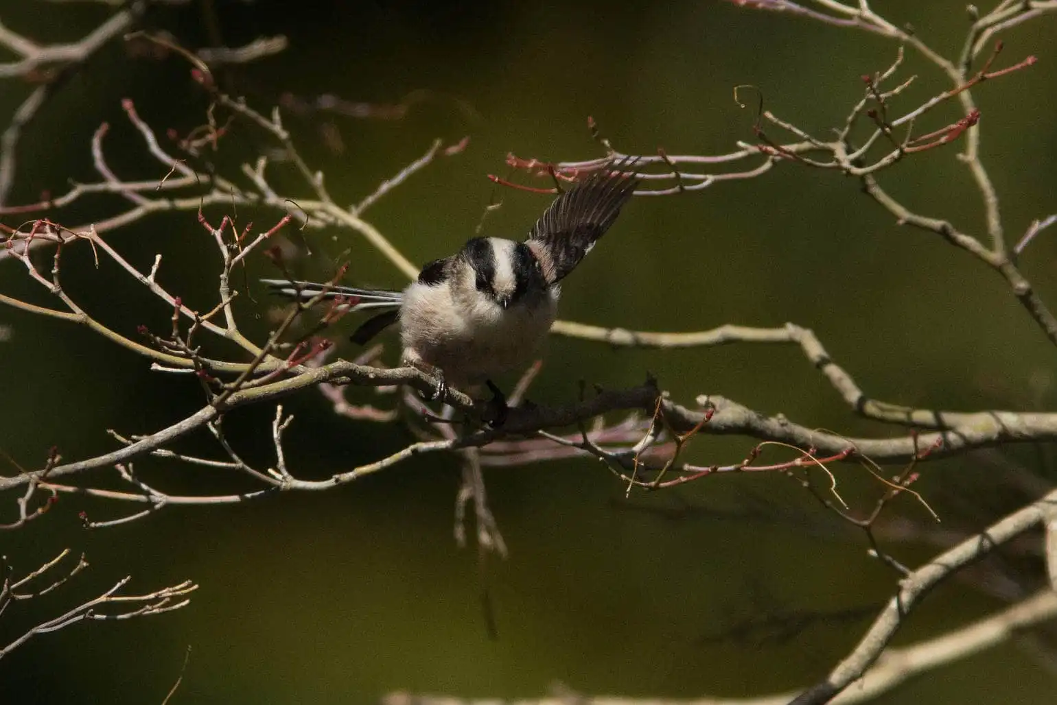 野鳥・エナガの写真画像