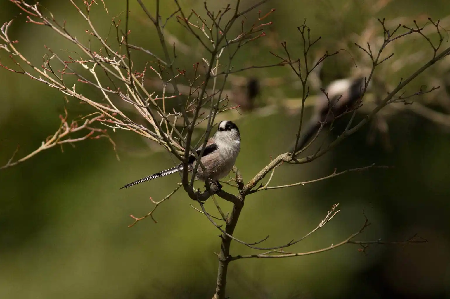 野鳥・エナガの写真画像