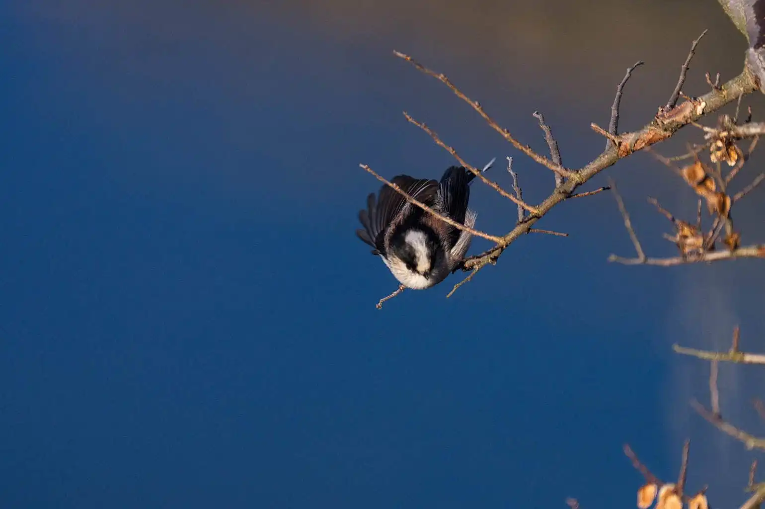野鳥・エナガの写真画像