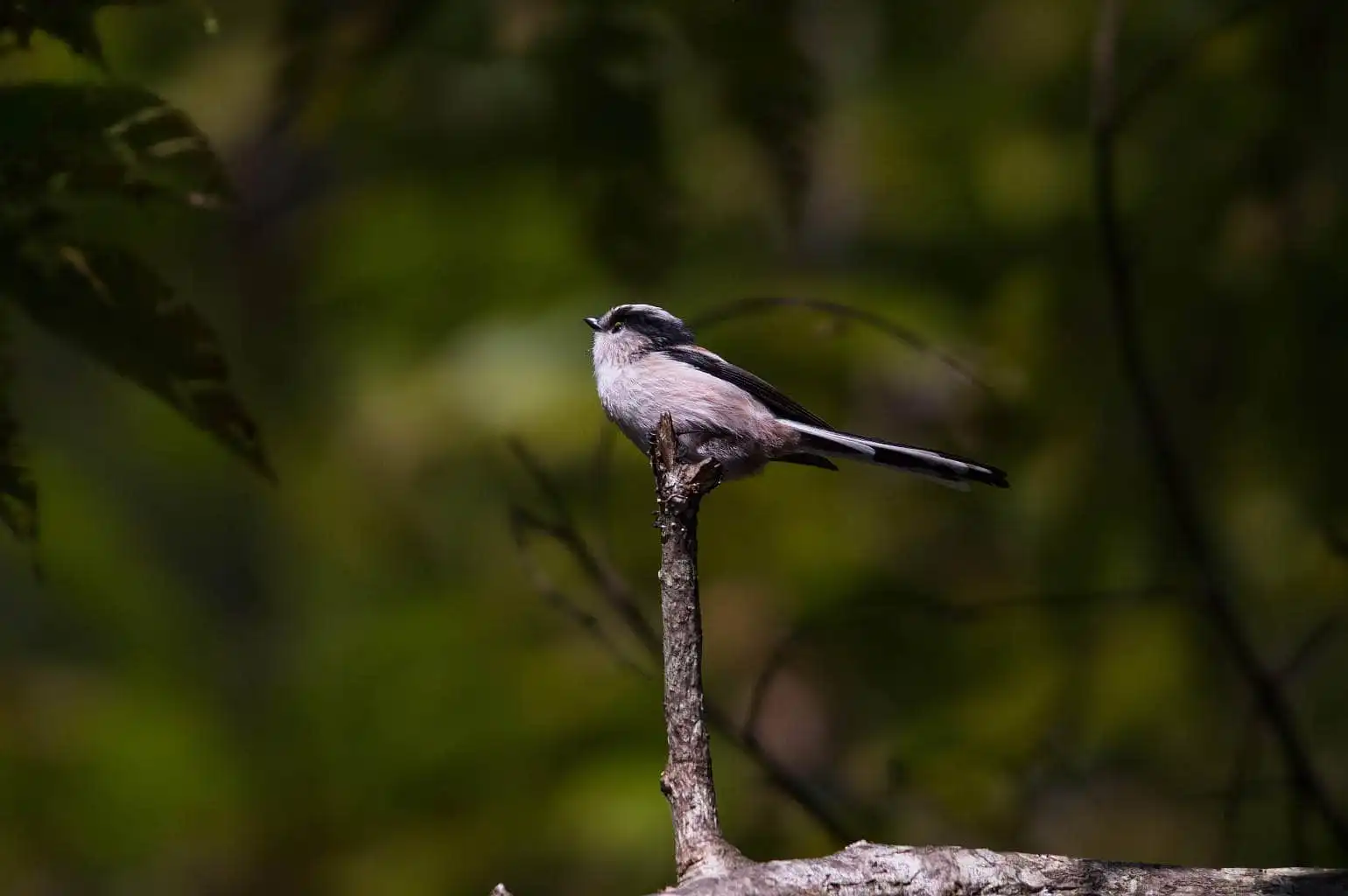 野鳥・エナガの写真画像