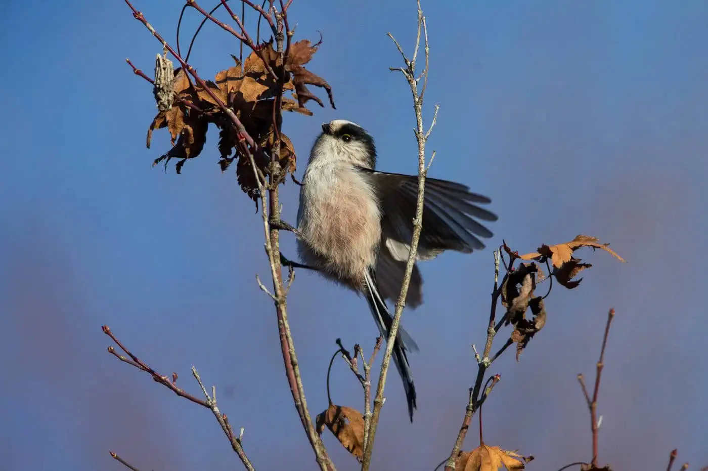 野鳥・エナガの写真画像