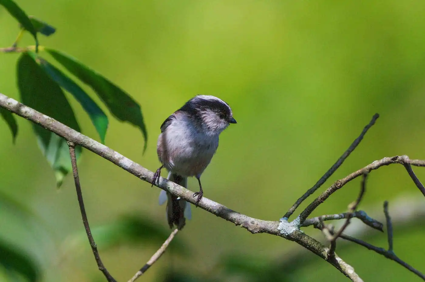 野鳥・エナガの写真画像