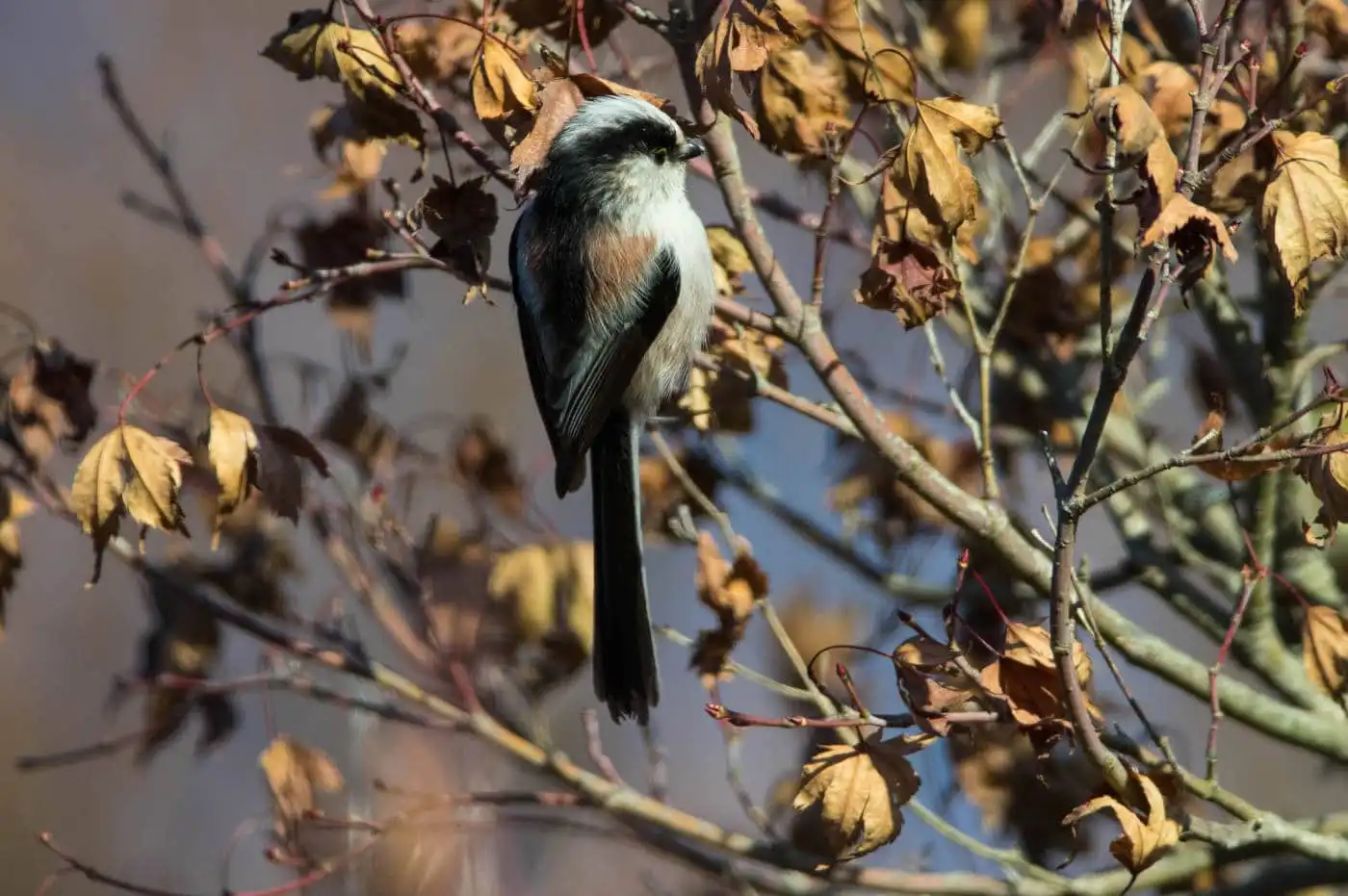野鳥・エナガの写真画像