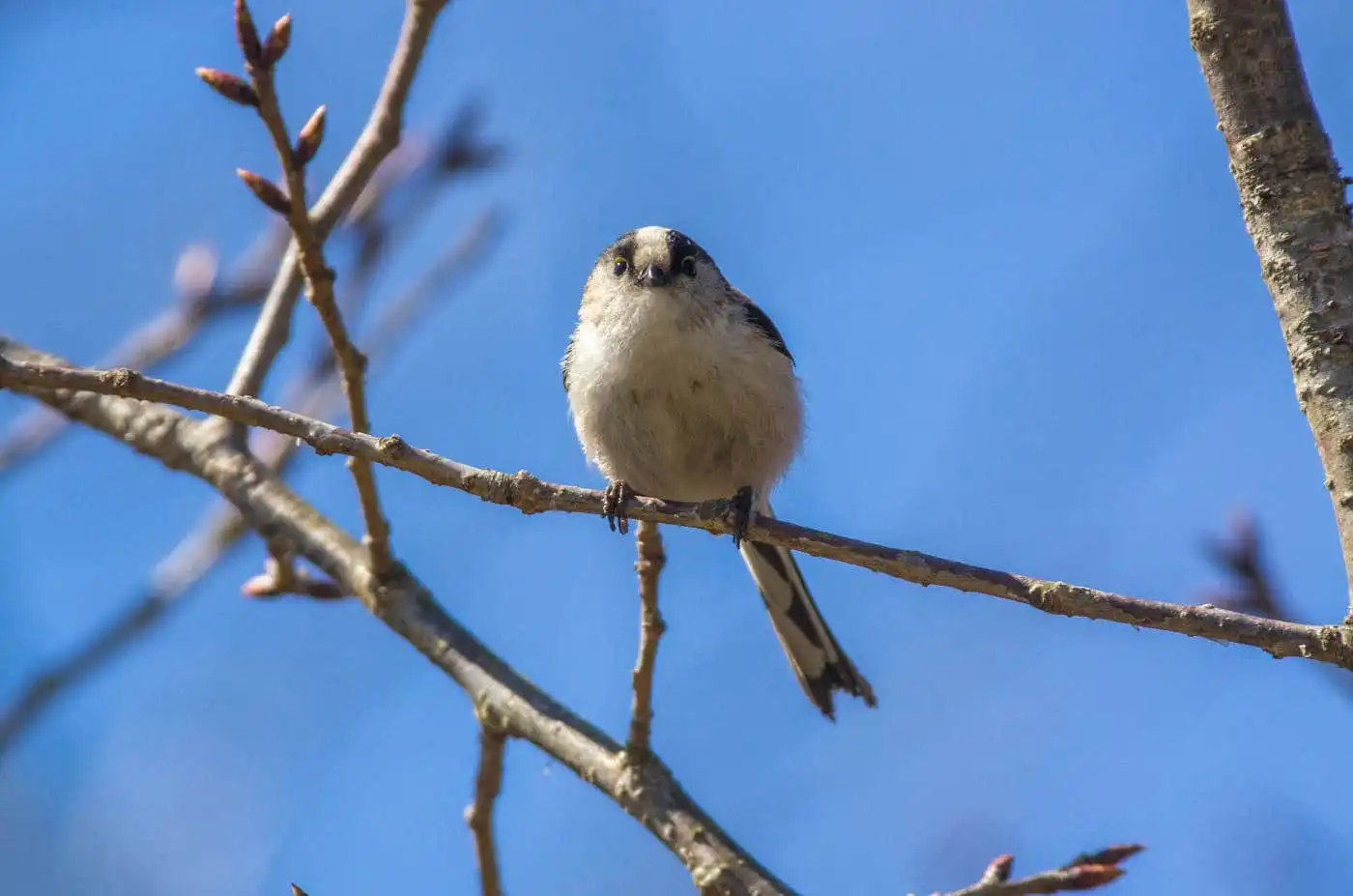 野鳥・エナガの写真画像