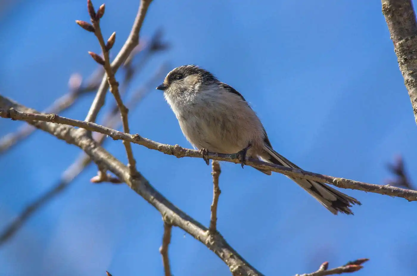 野鳥・エナガの写真画像