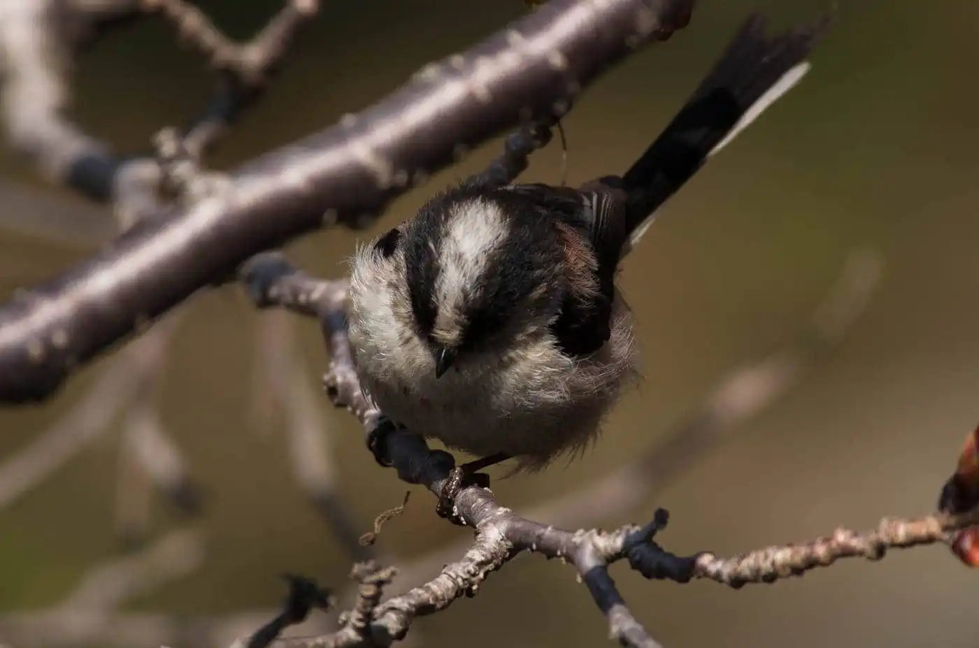 野鳥・エナガの写真画像