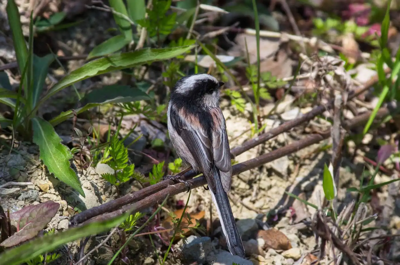 野鳥・エナガの写真画像