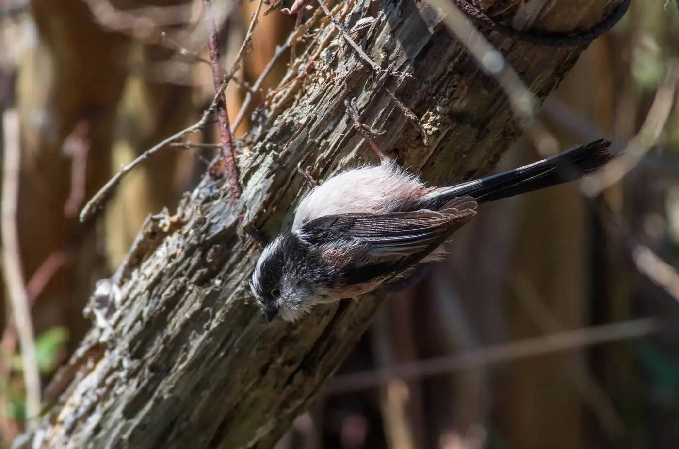 野鳥・エナガの写真画像