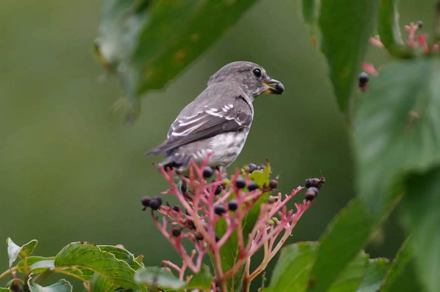 木の実を食べる野鳥・エゾビタキの写真画像