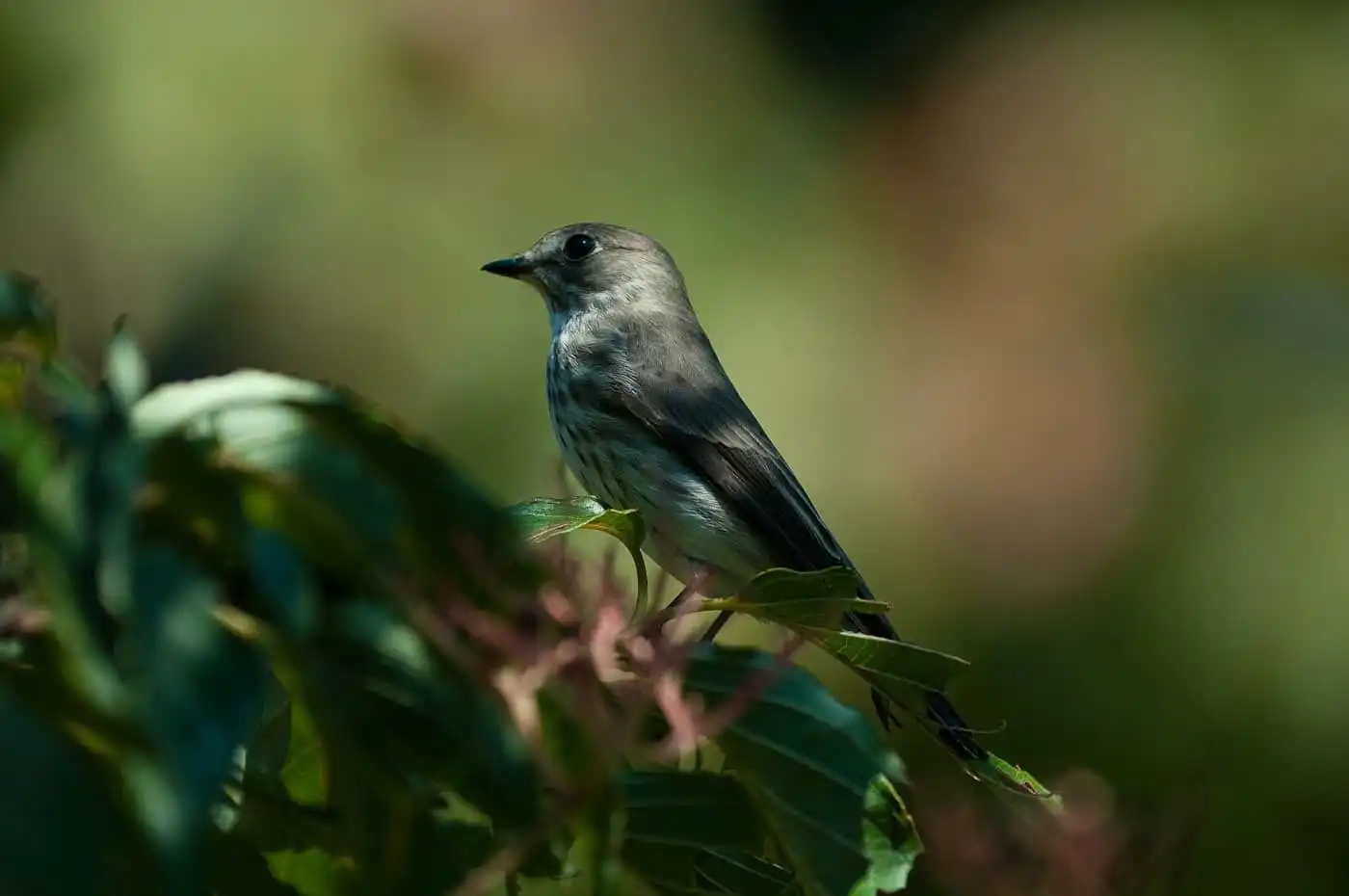 木の実を食べに来た野鳥・エゾビタキの写真画像
