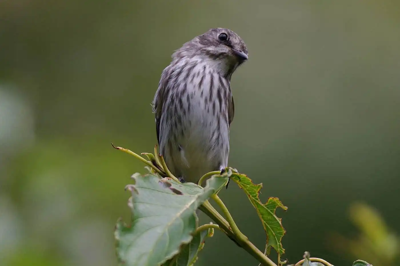 野鳥・エゾビタキの写真画像