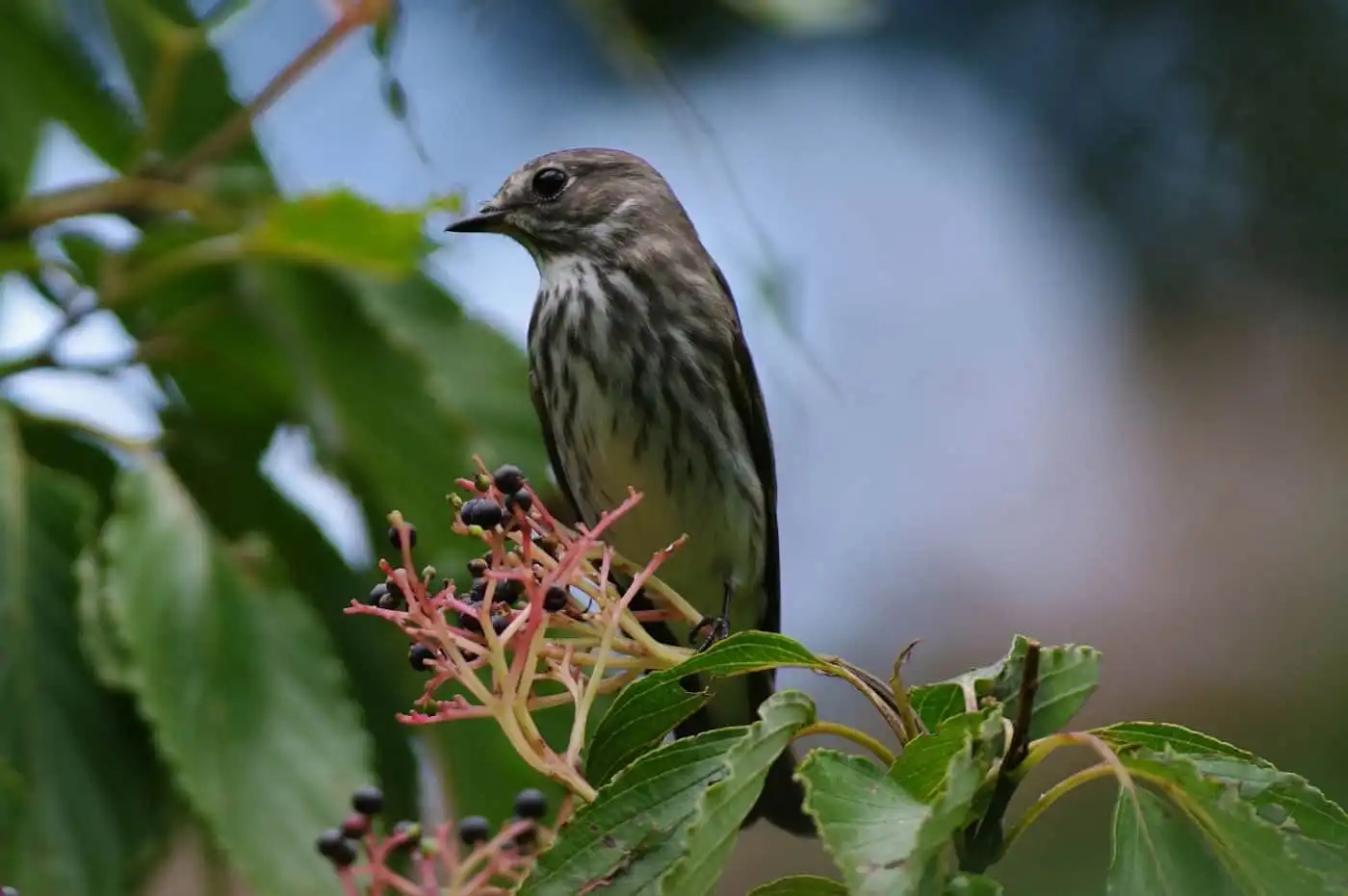 木の実を食べに来た野鳥・エゾビタキの写真画像