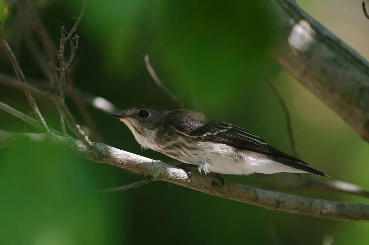 野鳥・エゾビタキの写真画像