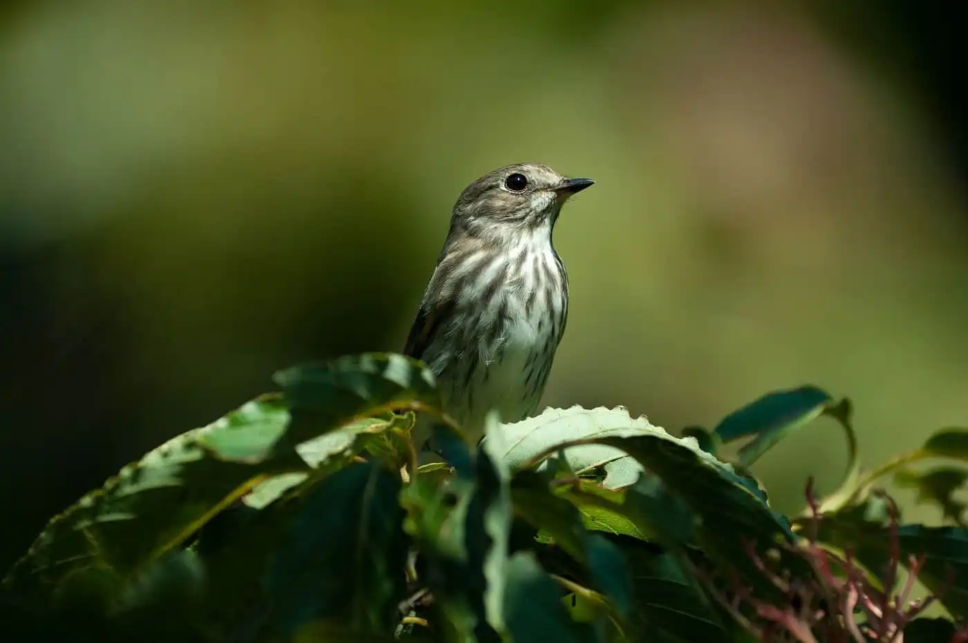 綺麗な背景ボケの野鳥・エゾビタキの写真画像